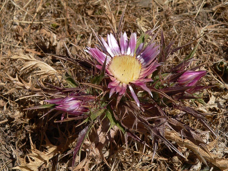 Qualche pianta da identificare